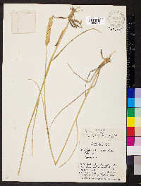 Pascopyrum smithii image