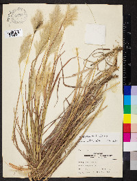 Bothriochloa barbinodis image