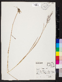 Bothriochloa bladhii image