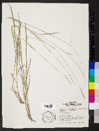 Schizachyrium cirratum image