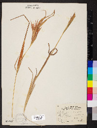 Andropogon gyrans image