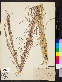 Andropogon gyrans image