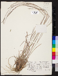 Schizachyrium sanguineum var. hirtiflorum image