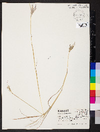 Bothriochloa ischaemum image