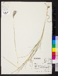 Bothriochloa ischaemum image