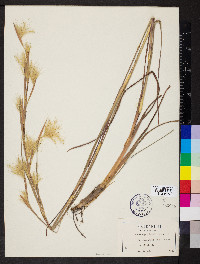 Andropogon liebmannii image