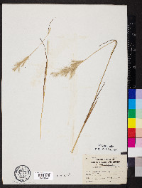 Bothriochloa laguroides image