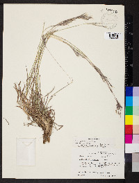 Bothriochloa ischaemum image