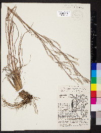 Schizachyrium scoparium var. scoparium image