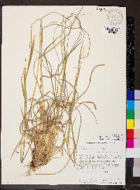 Andropogon virginicus var. virginicus image