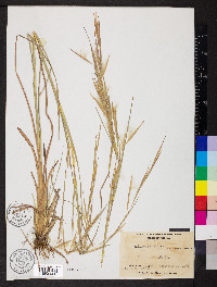 Andropogon virginicus var. virginicus image