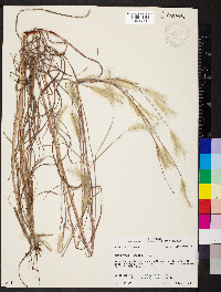 Andropogon ternarius image