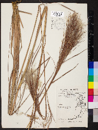 Andropogon bicornis image