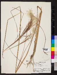 Andropogon bicornis image