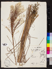 Andropogon bicornis image