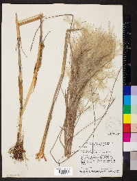 Andropogon bicornis image