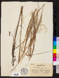 Andropogon bicornis image