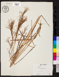 Andropogon bicornis image