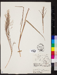 Schizachyrium sanguineum image