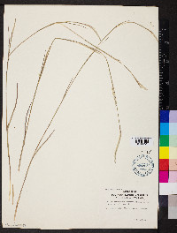 Schizachyrium sanguineum image