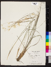 Andropogon leucostachyus image