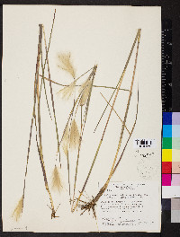 Andropogon selloanus image