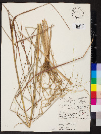 Andropogon bicornis image