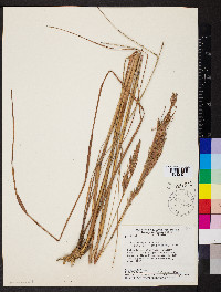 Andropogon virgatus image