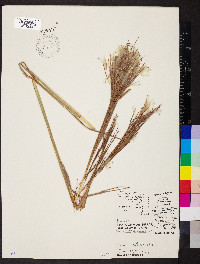 Andropogon bicornis image