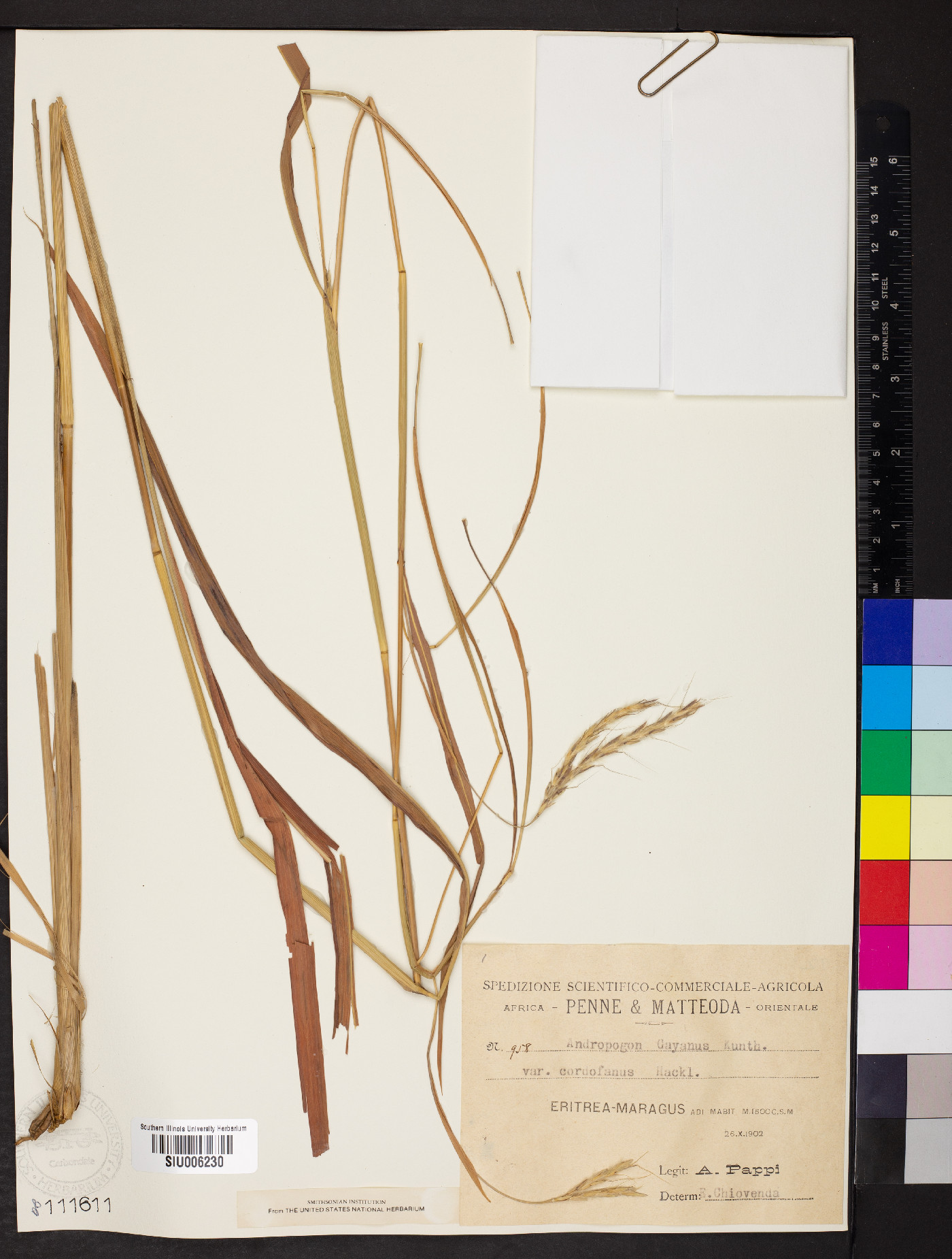 Andropogon gayanus var. bisquamulatus image