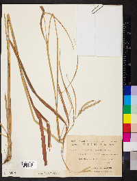 Andropogon gayanus image