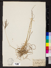 Bothriochloa ischaemum image