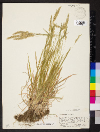 Anthoxanthum odoratum image
