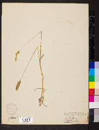 Anthoxanthum odoratum image