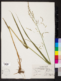 Arctagrostis latifolia image