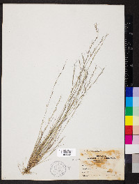 Aristida longespica image