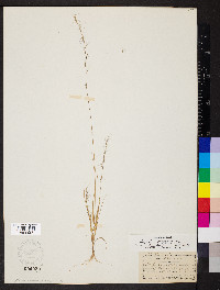 Aristida longespica image