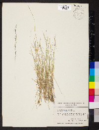 Aristida longespica image