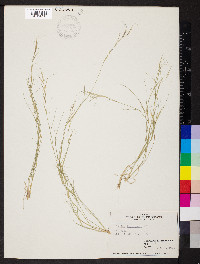 Aristida longespica image