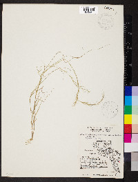 Aristida longespica var. geniculata image