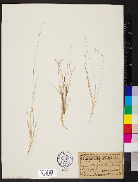 Aristida longespica image