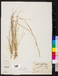 Aristida longespica image