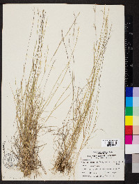 Aristida longespica image