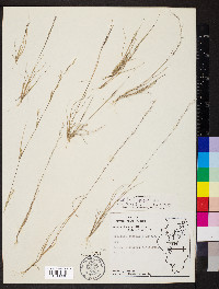 Aristida longespica image