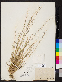 Aristida longespica image