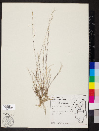 Aristida longespica image