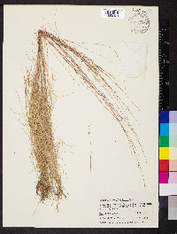 Aristida longespica image