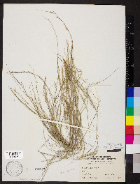 Aristida longespica image
