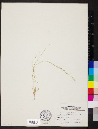 Aristida longespica image