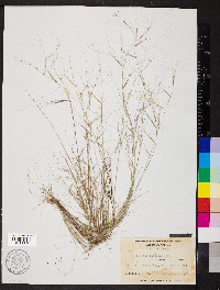 Aristida oligantha image